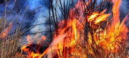 Wildland Fires Investigation